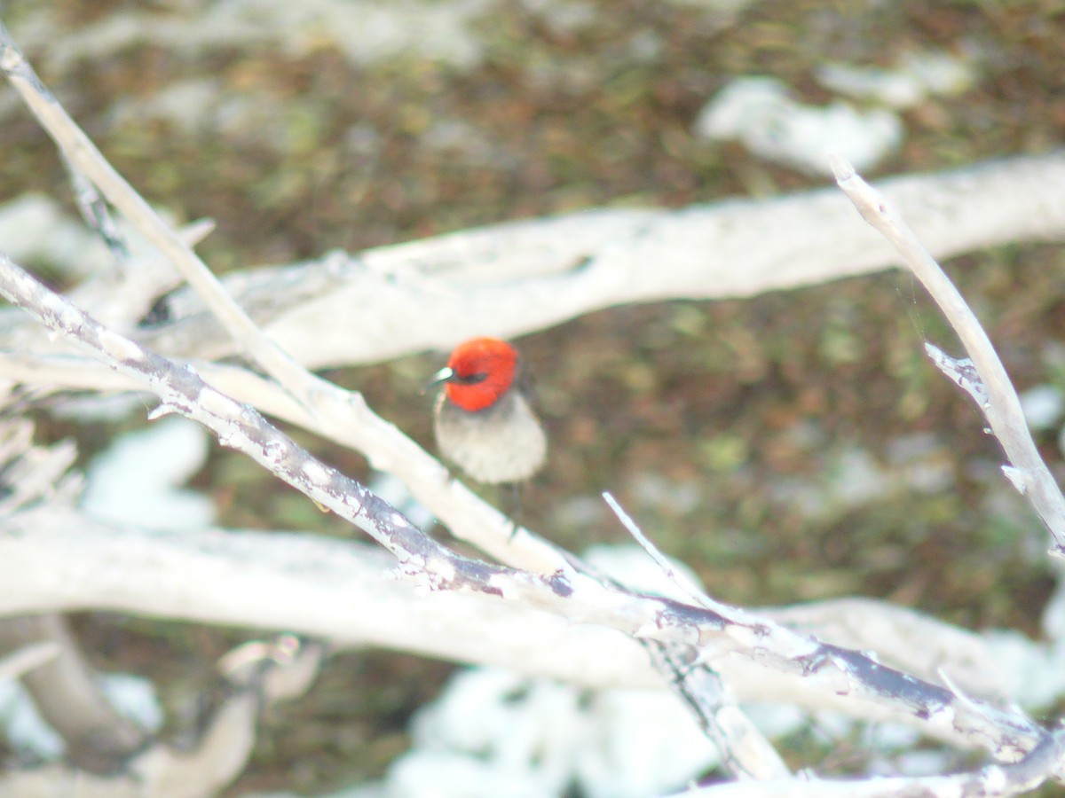 Red-headed Myzomela - Anonymous