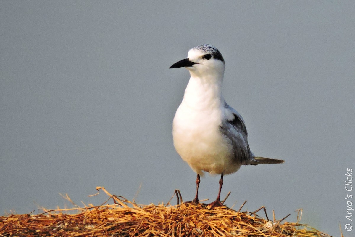 Whiskered Tern - ML85617741