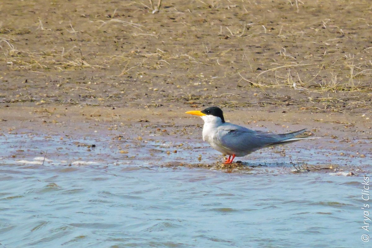 River Tern - ML85617951