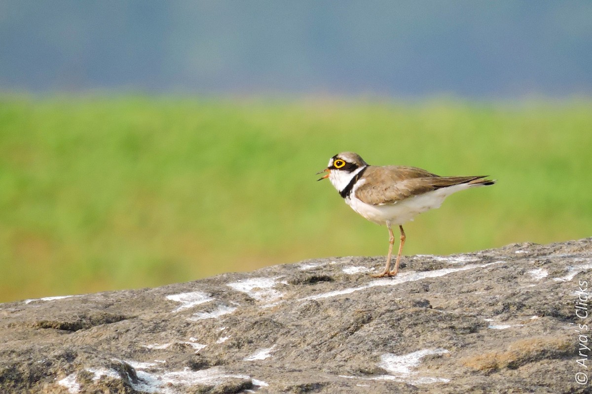 Little Ringed Plover - ML85618531