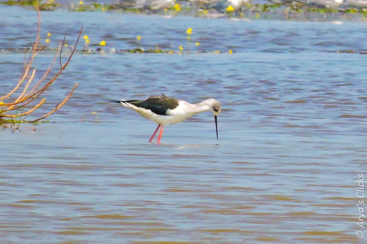 Black-winged Stilt - ML85618621