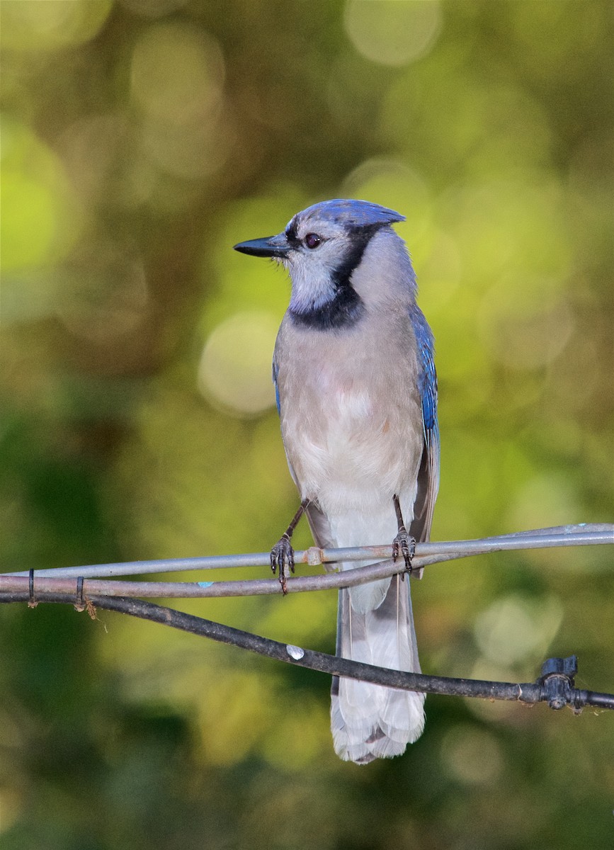 Blue Jay - Harlan Stewart