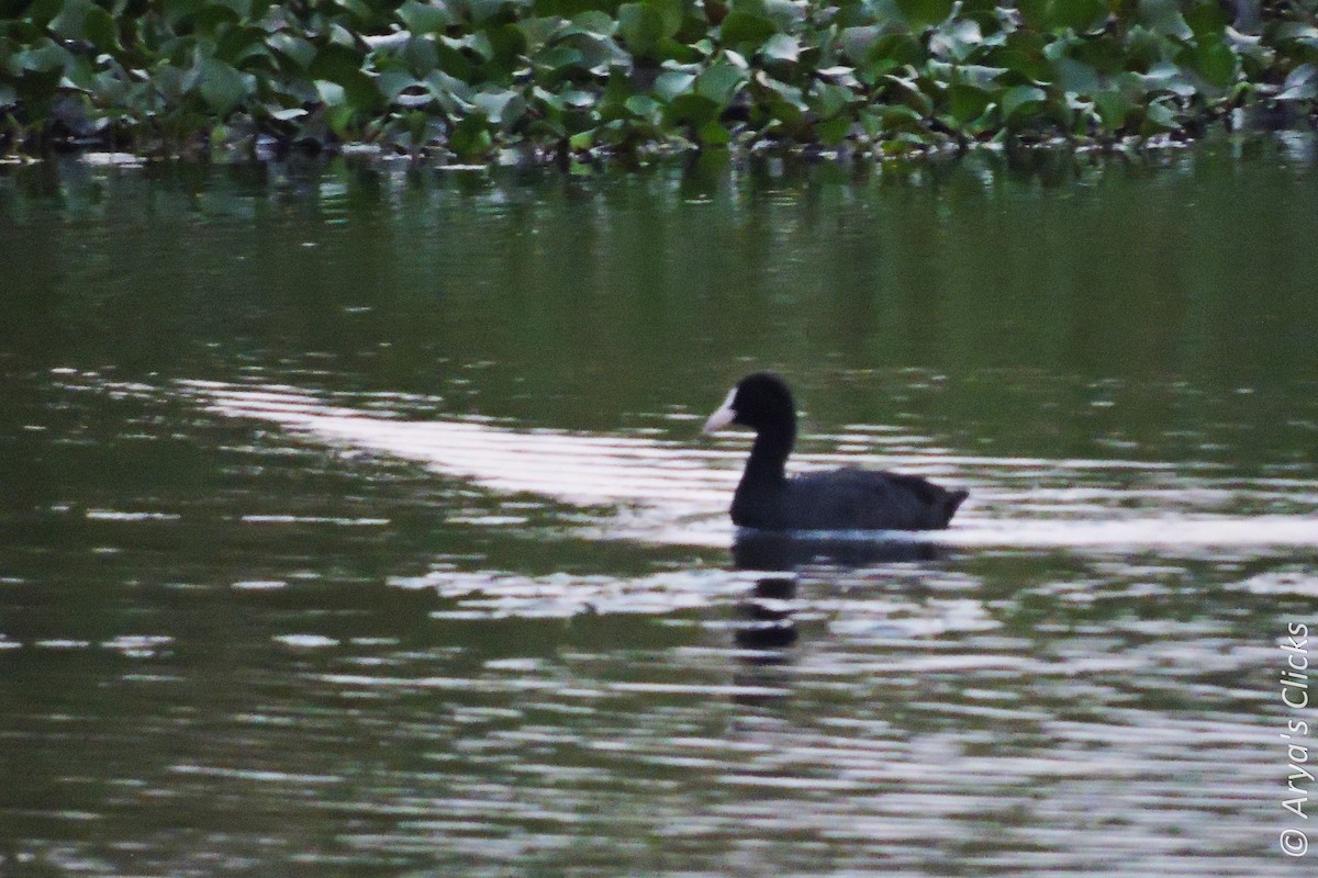 Eurasian Coot - ML85619441