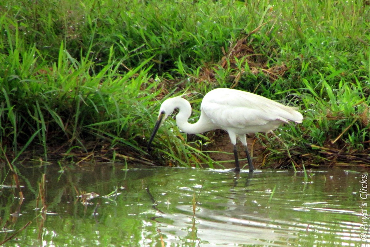 Little Egret - Arya Vinod