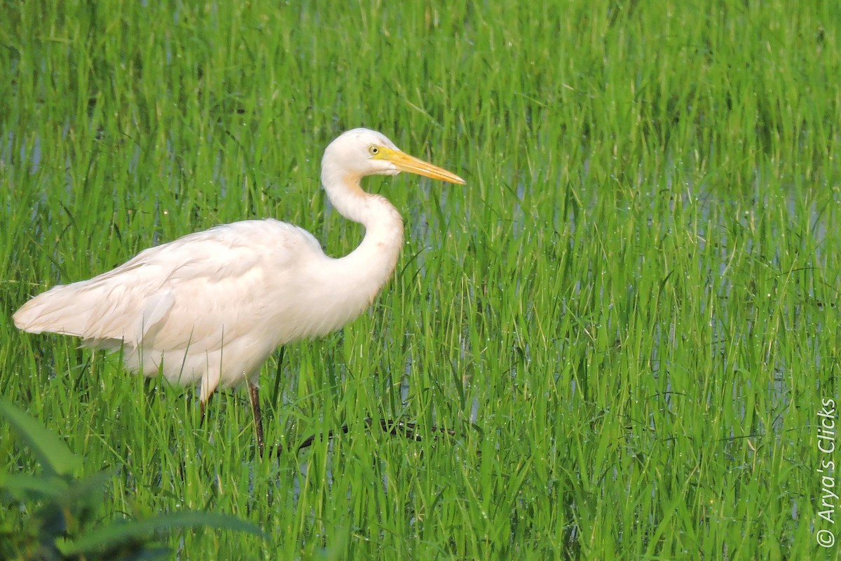 Medium Egret - ML85620331