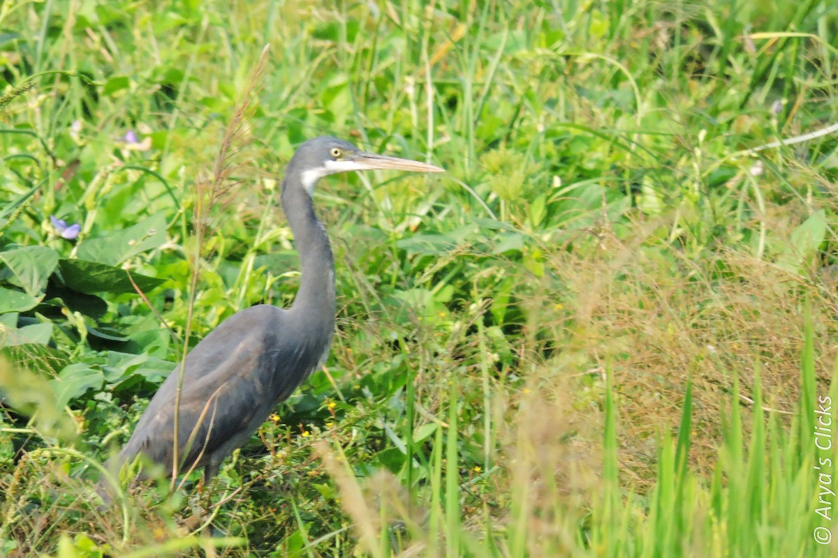 Western Reef-Heron - ML85620481