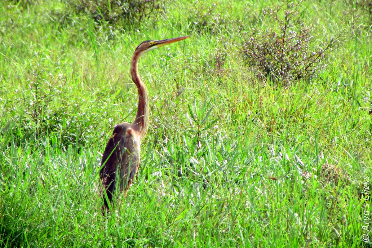 Purple Heron - ML85620661