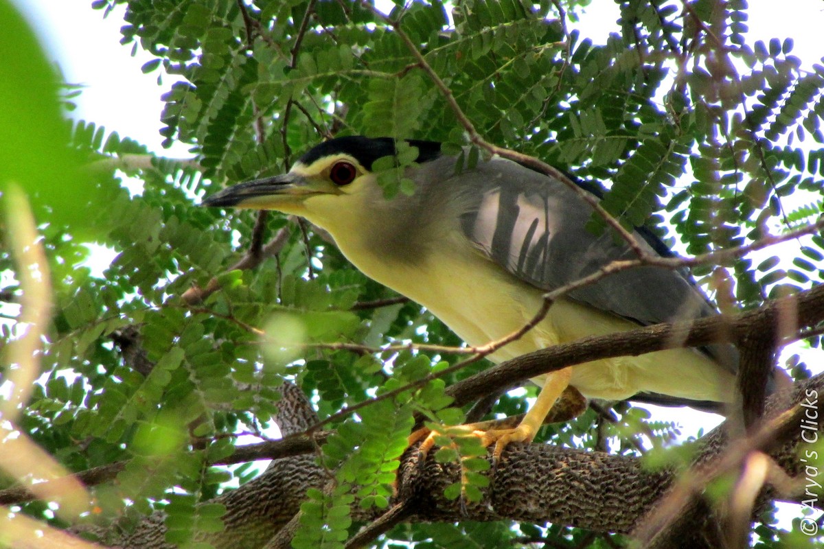 Black-crowned Night Heron - Arya Vinod