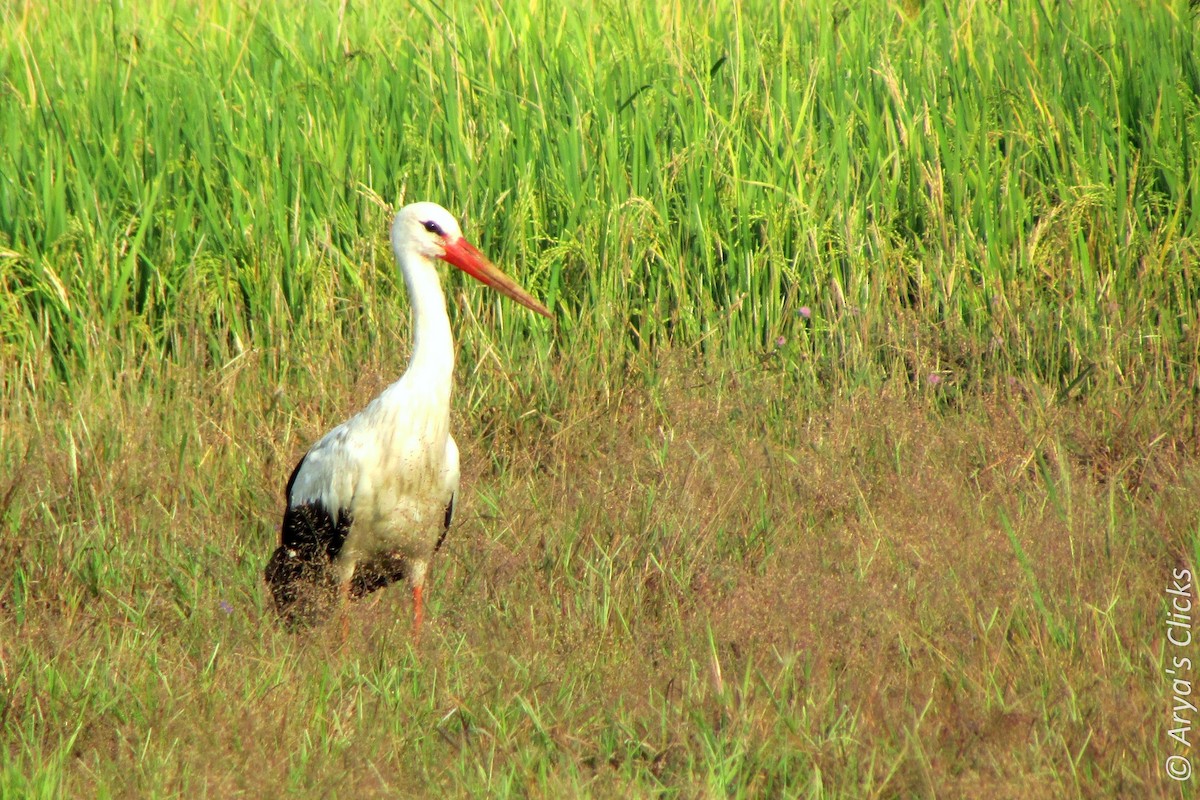 White Stork - Arya Vinod