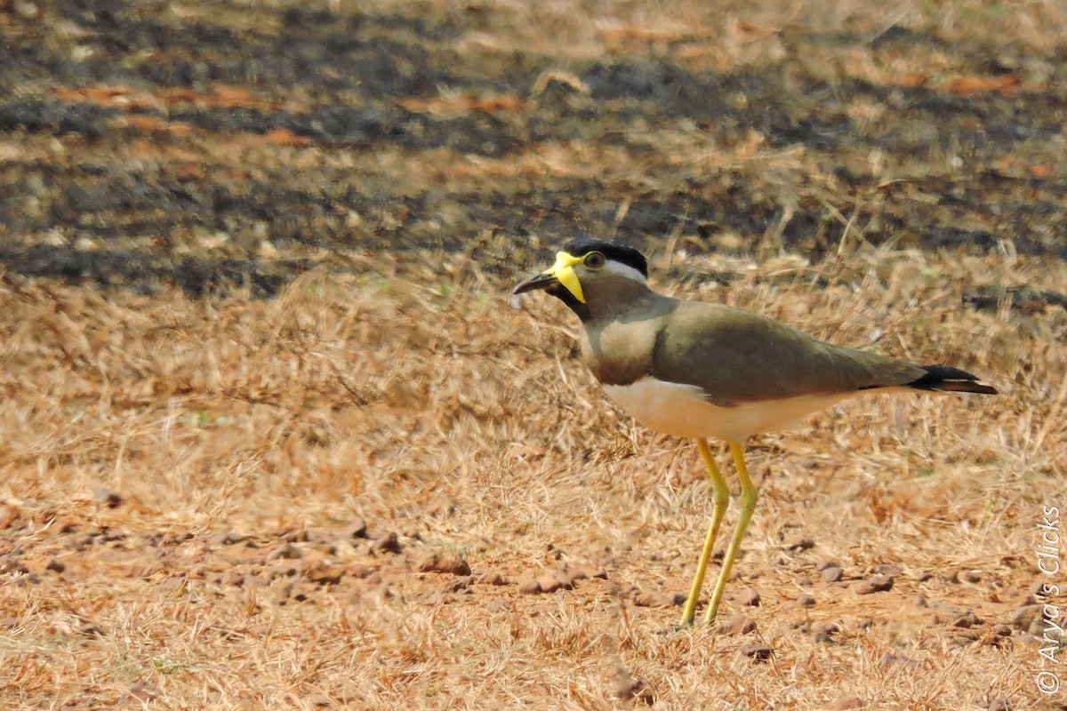 Yellow-wattled Lapwing - ML85621141