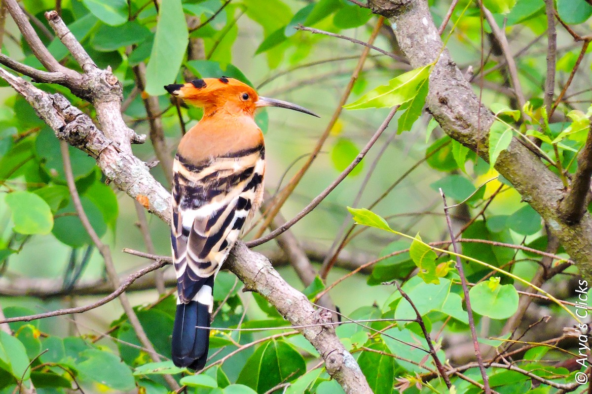 Common Hoopoe - ML85621311