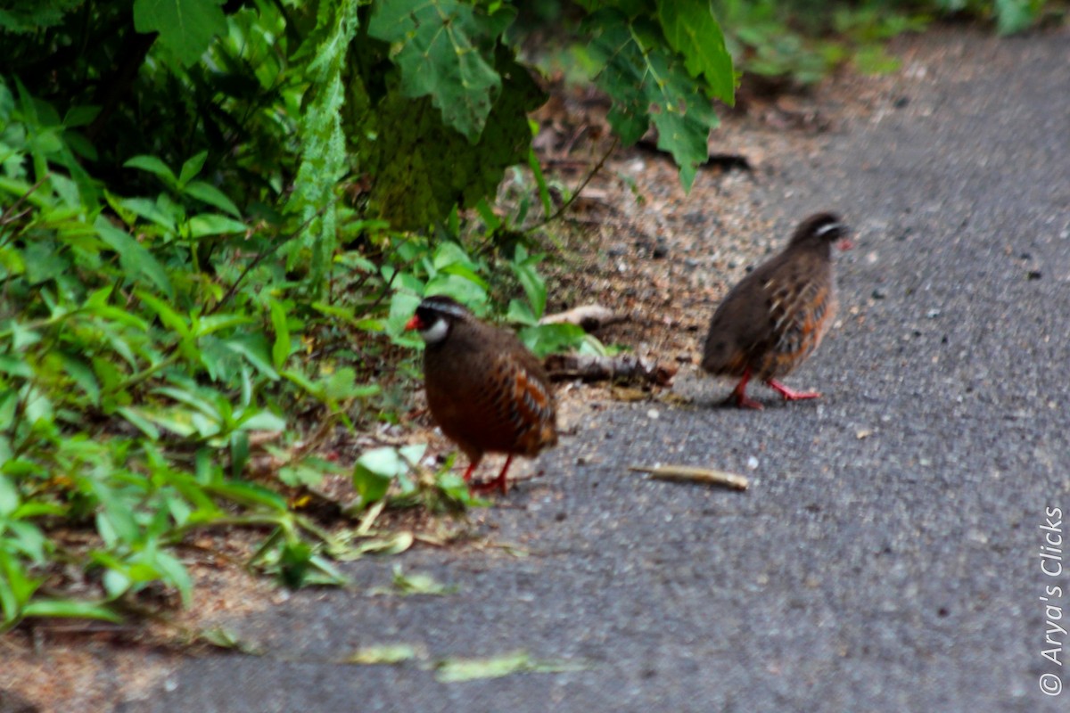 Painted Bush-Quail - ML85621741