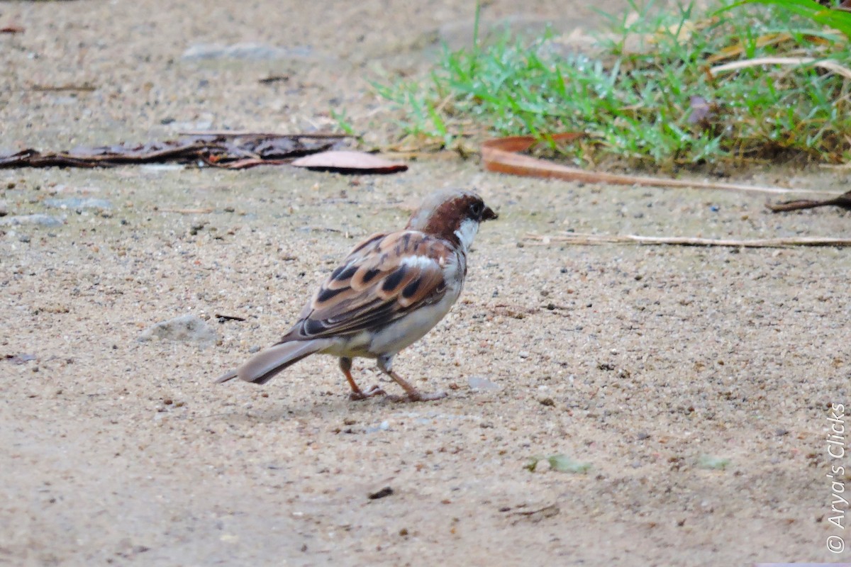 House Sparrow - ML85622081