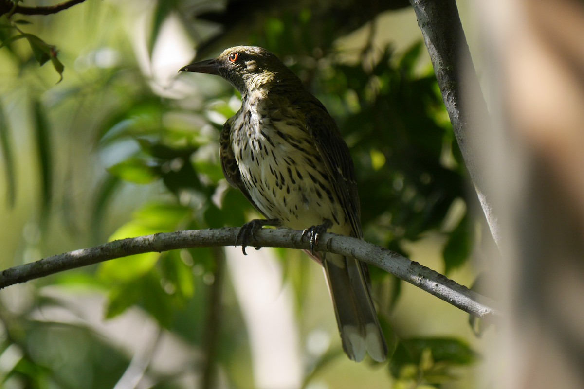 Olive-backed Oriole - ML85622111