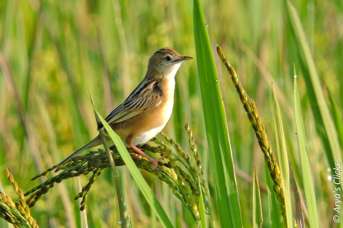 Zitting Cisticola - ML85622441