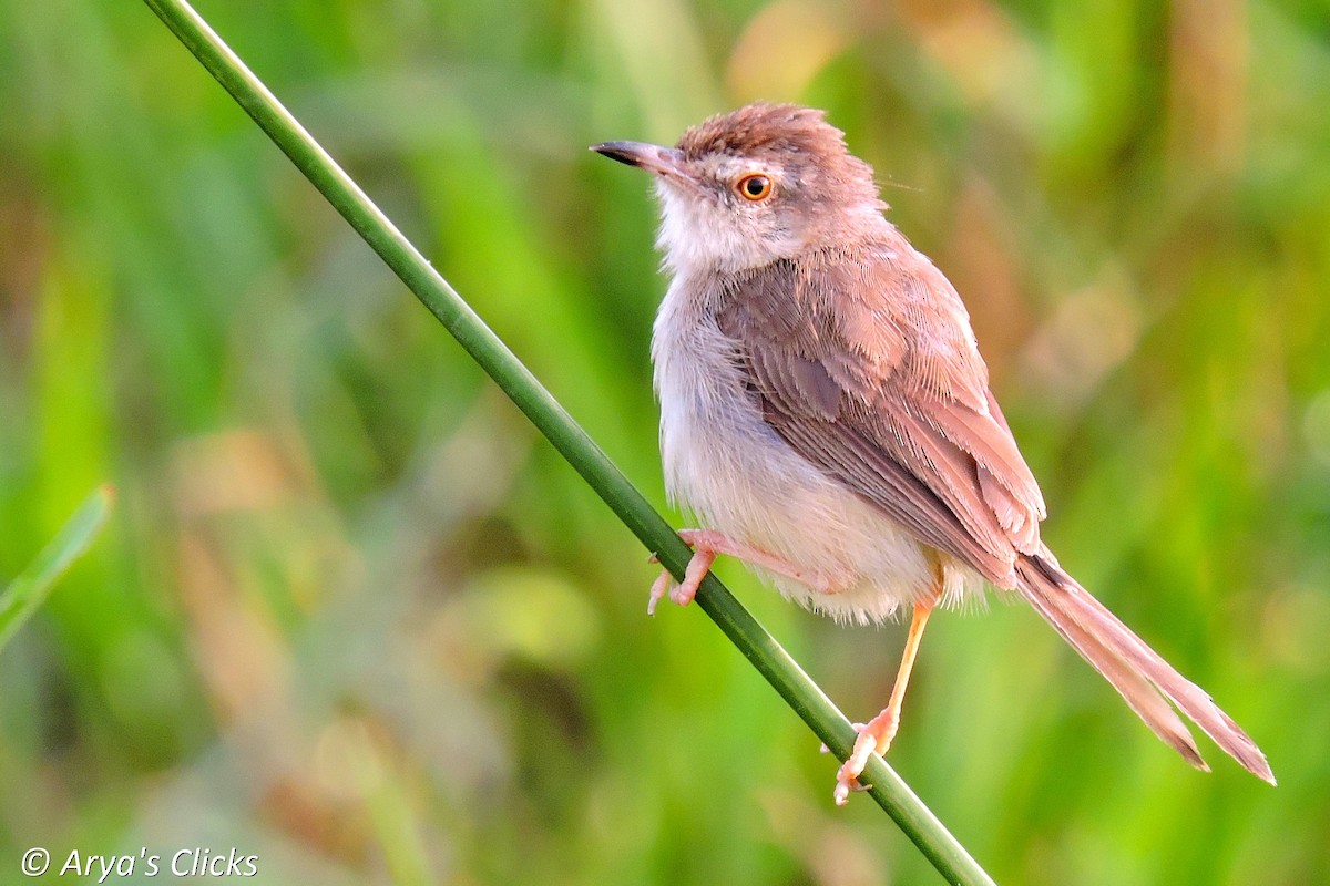 Plain Prinia - ML85622651