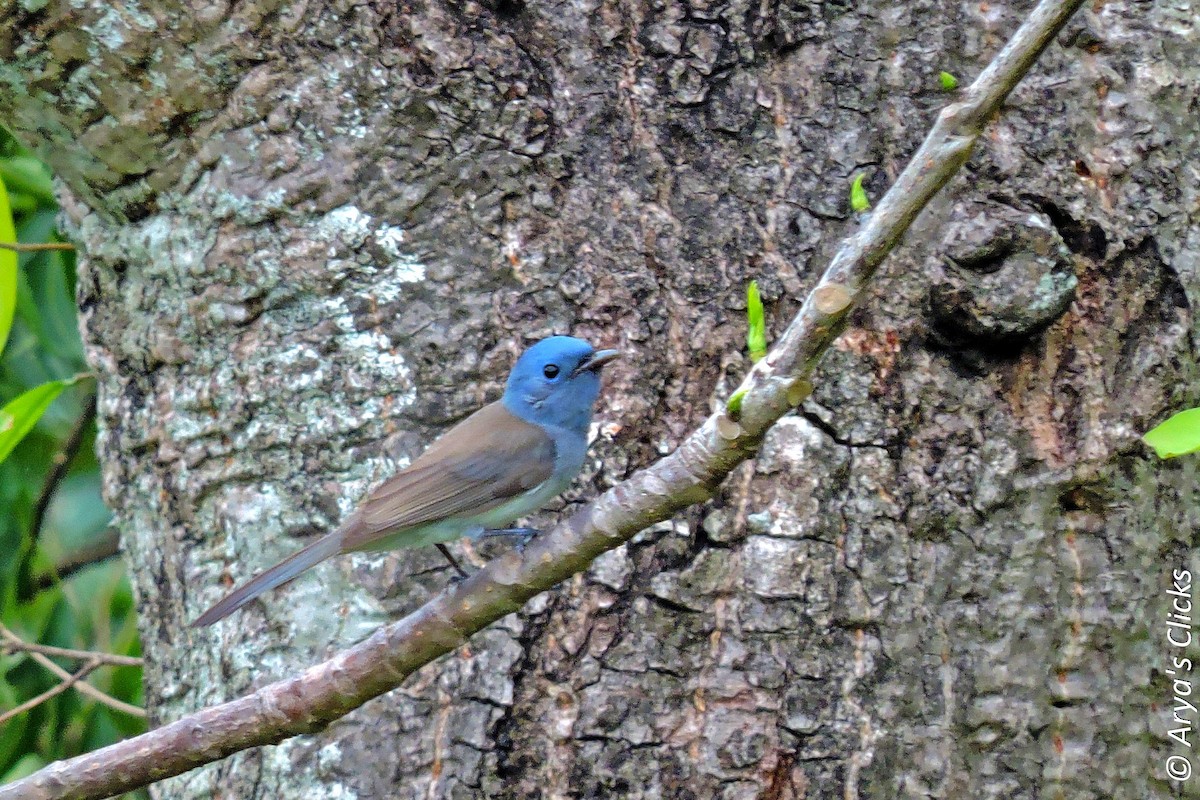 Black-naped Monarch - ML85622801