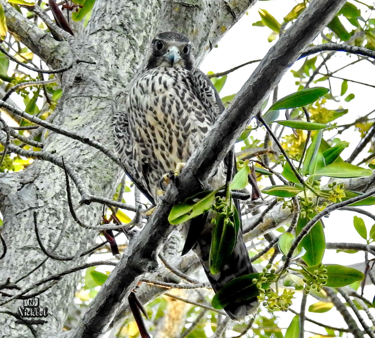 Peregrine Falcon - ML85623491