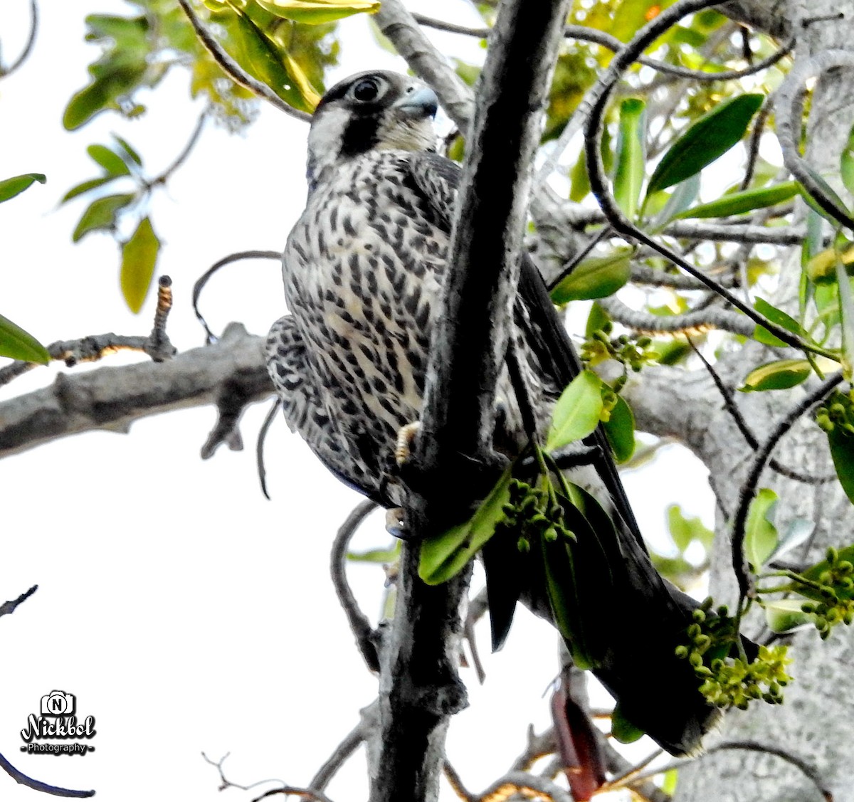 Peregrine Falcon - ML85623501