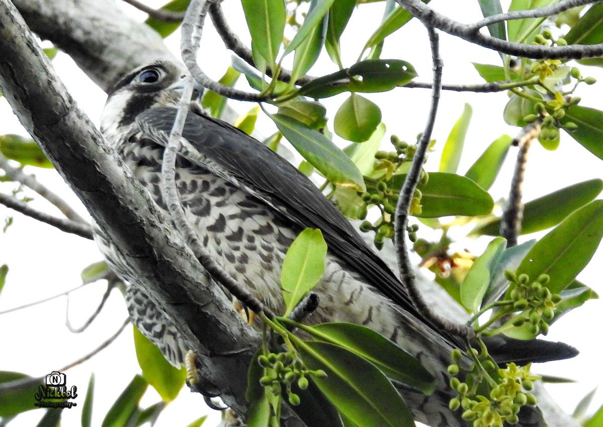 Peregrine Falcon - ML85623521