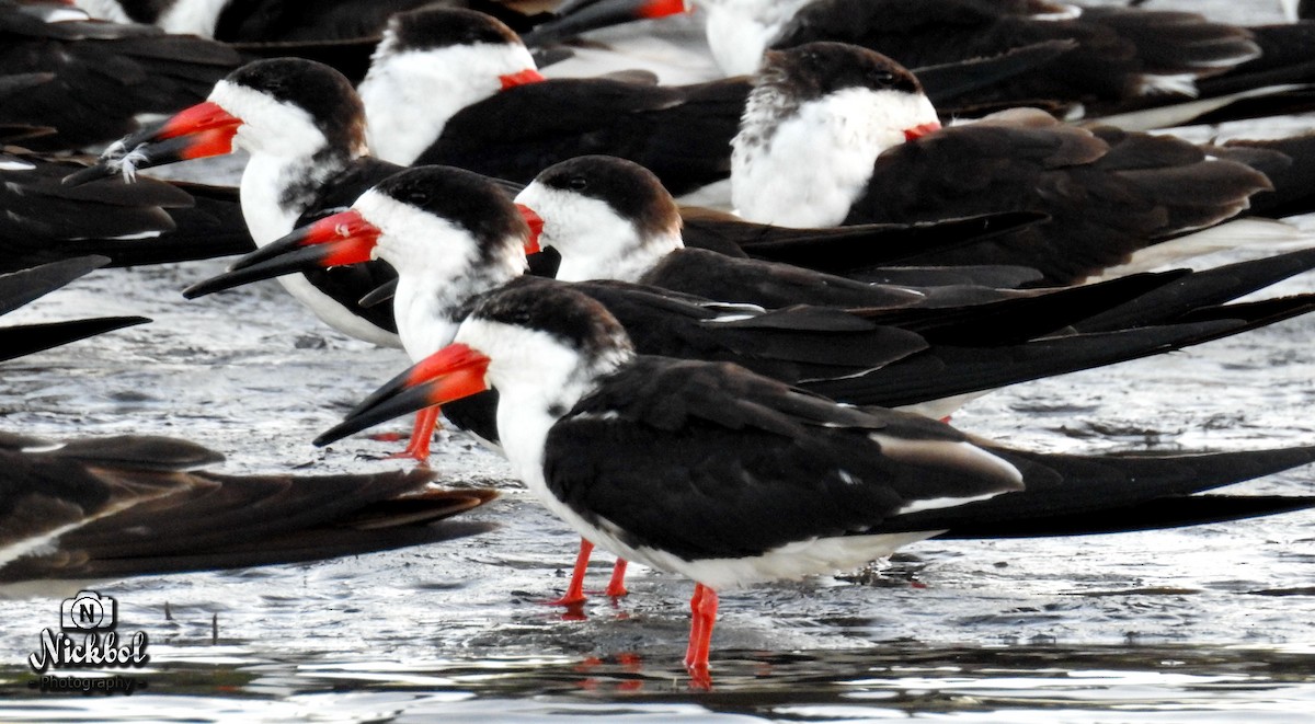 Black Skimmer - ML85623641