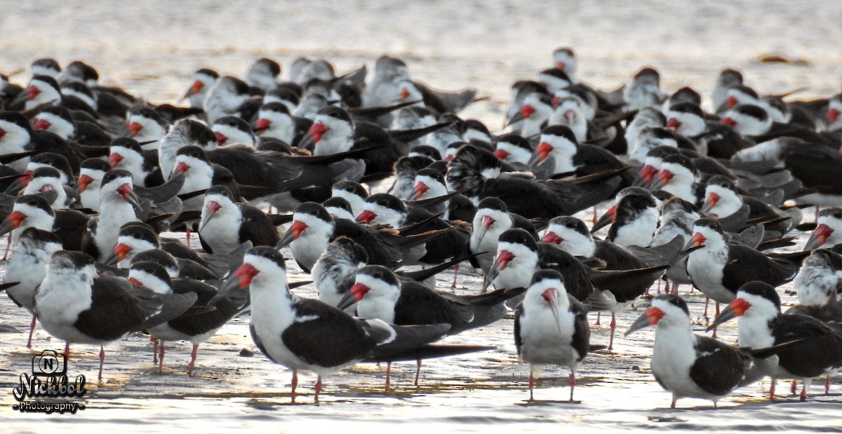 Black Skimmer - ML85623671