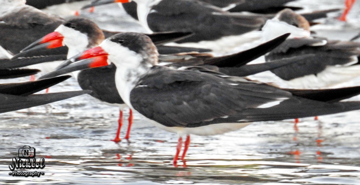 Black Skimmer - ML85623681