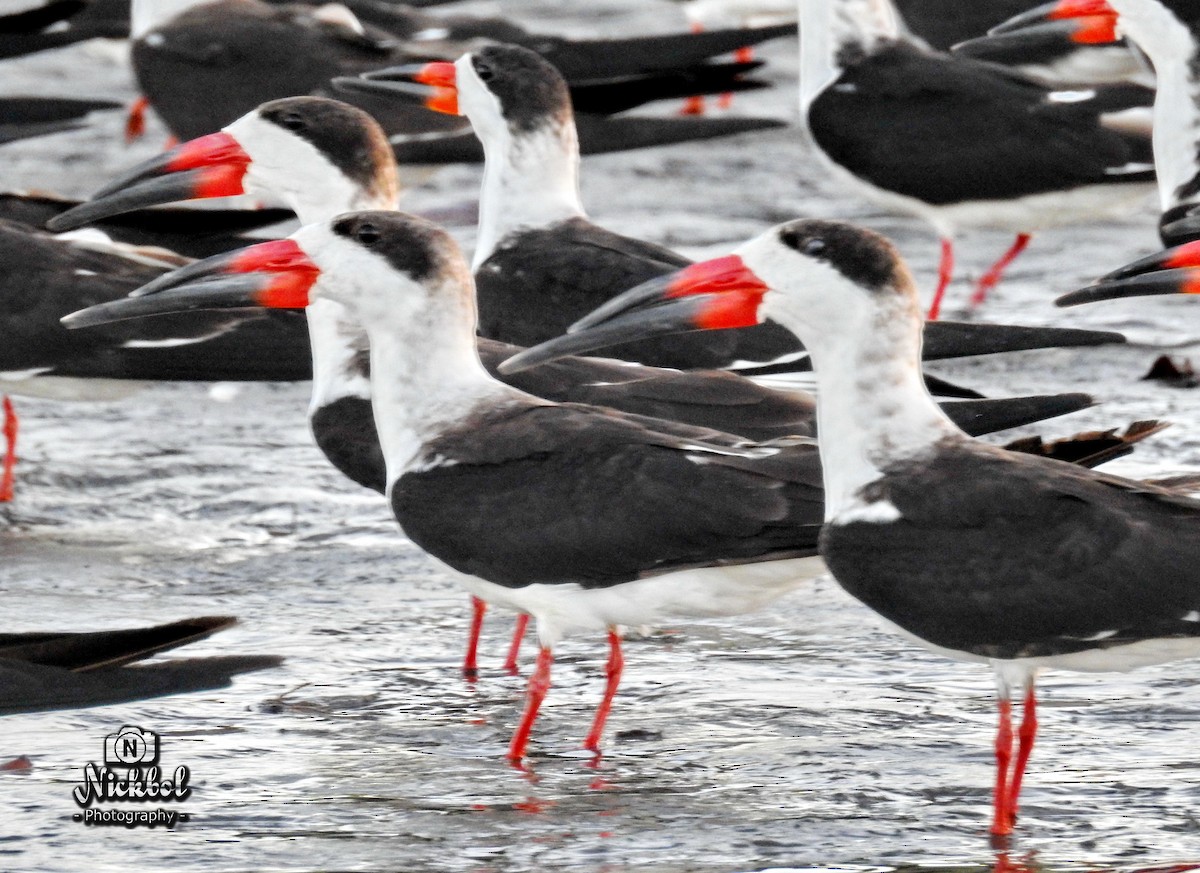 Black Skimmer - ML85623721