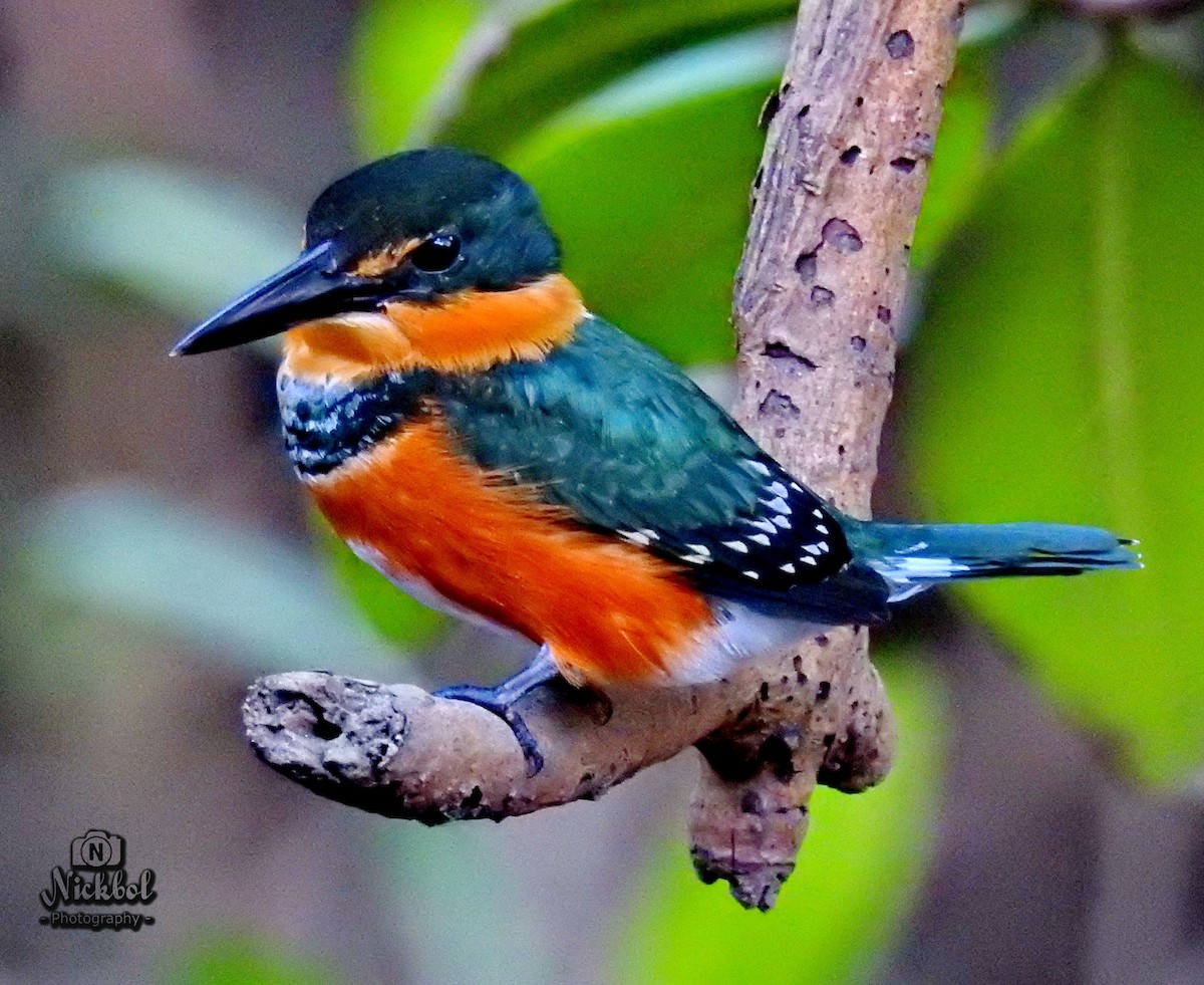 American Pygmy Kingfisher - ML85623771