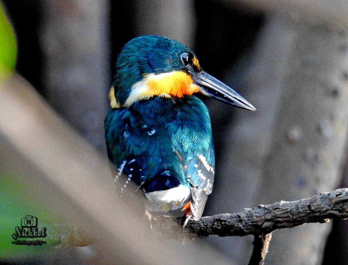 American Pygmy Kingfisher - ML85623821