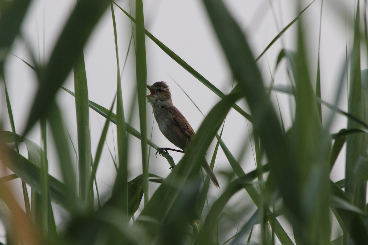 Oriental Reed Warbler - ML85623981