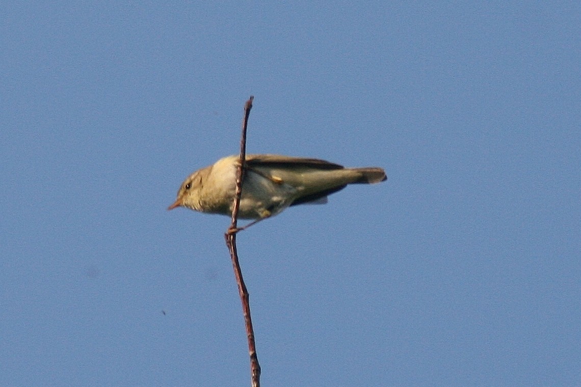 Willow Warbler - Albert Linkowski