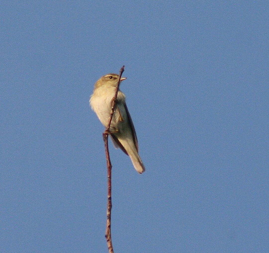 Willow Warbler - Albert Linkowski