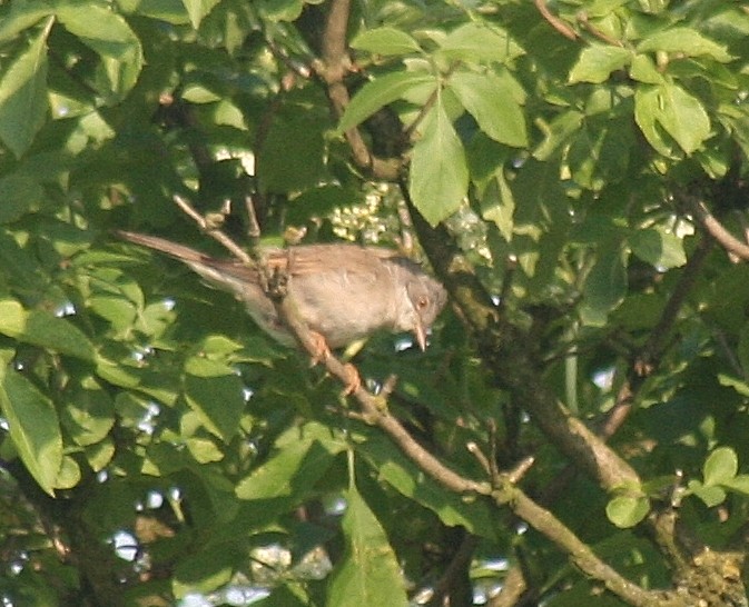 Greater Whitethroat - ML85624831