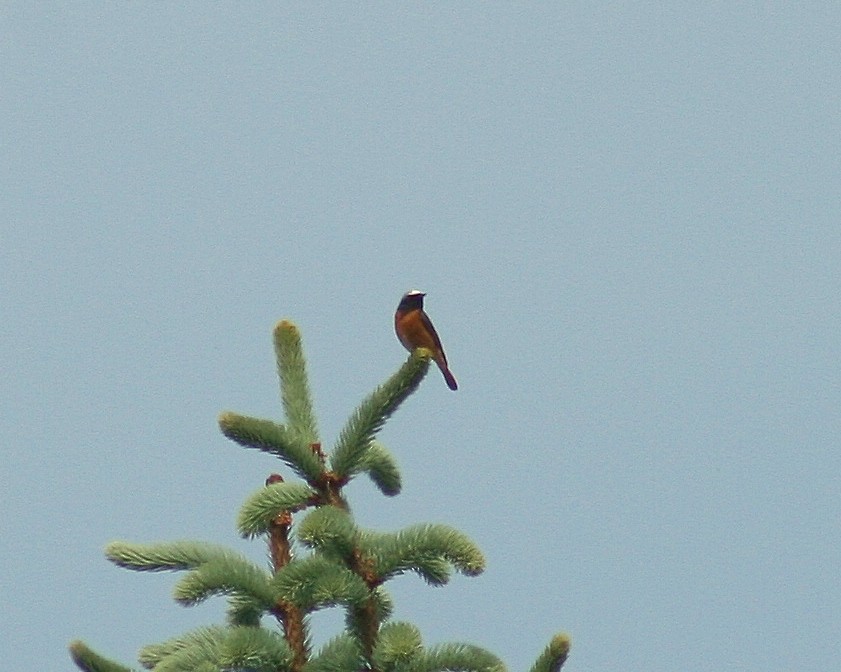 Common Redstart - Albert Linkowski