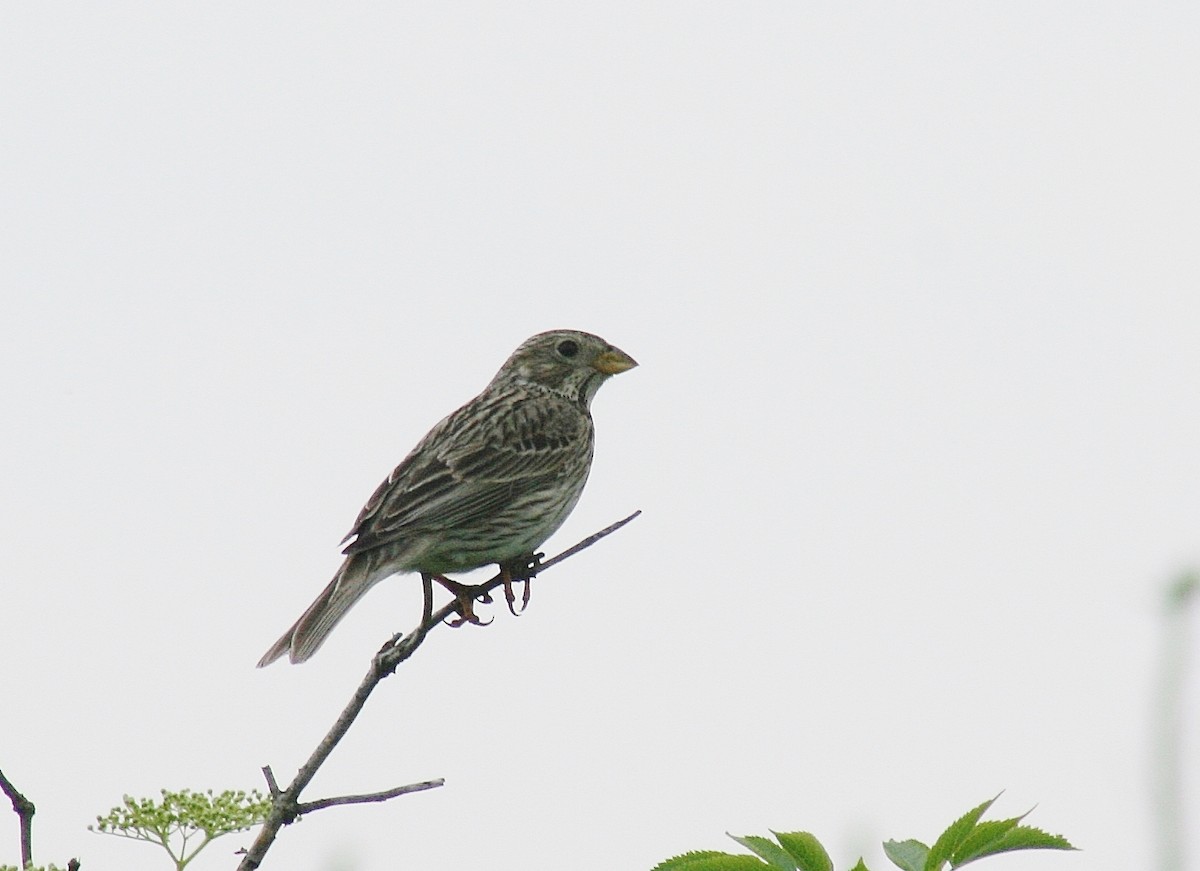 Corn Bunting - ML85625381