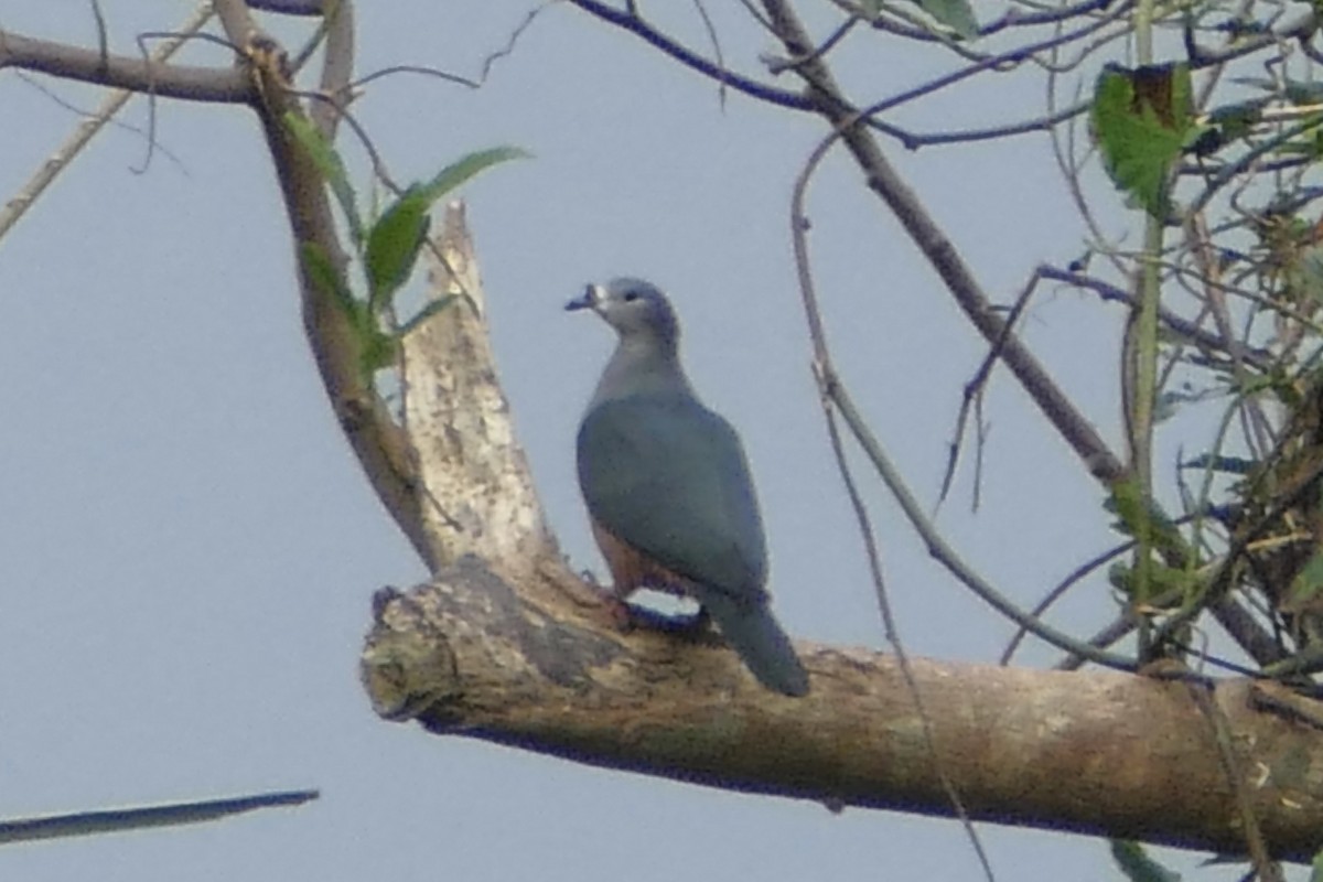 Micronesian Imperial-Pigeon - Peter Kaestner