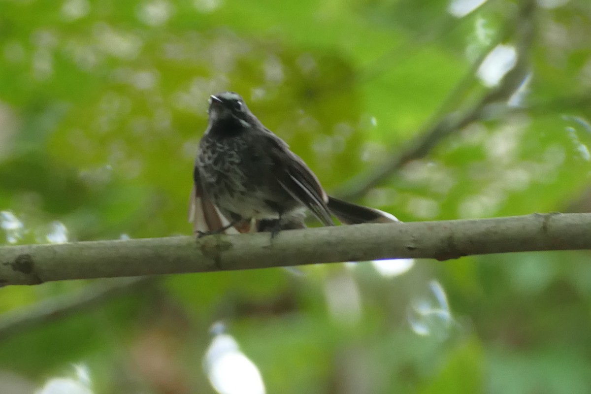 Pohnpei Fantail - Peter Kaestner