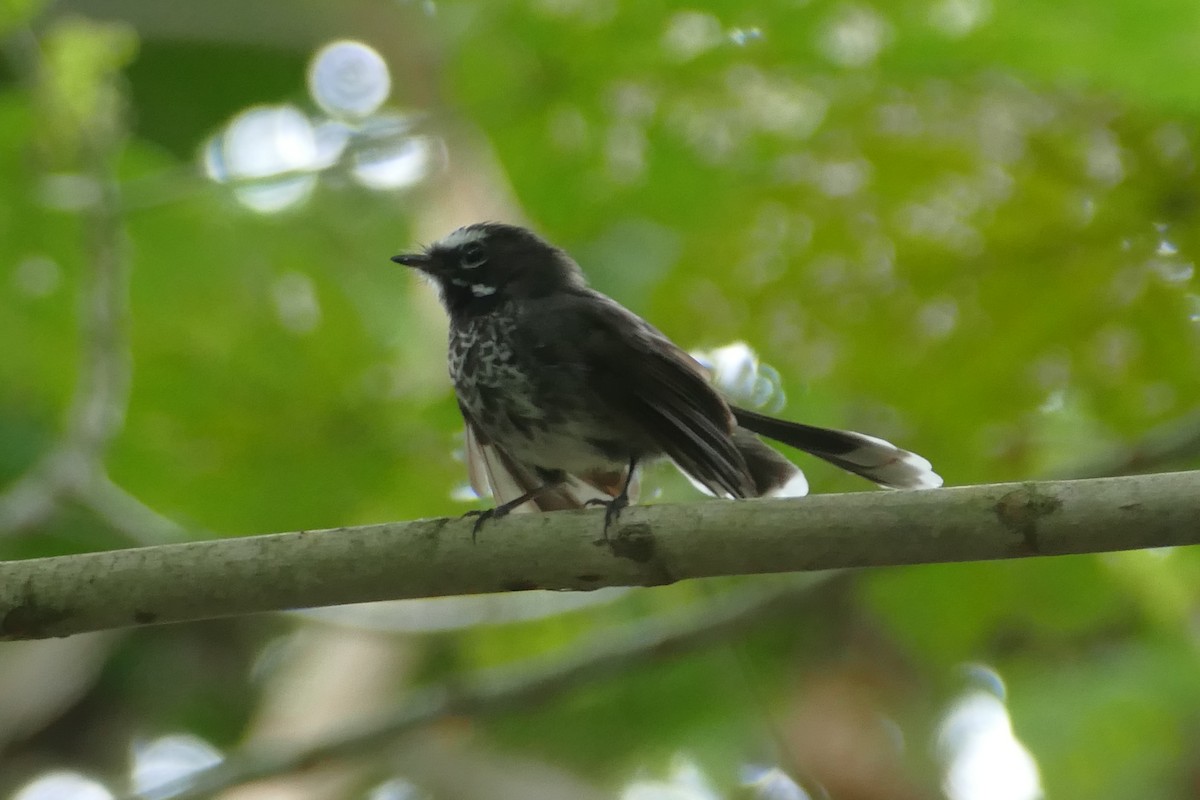 Pohnpei Fantail - ML85626351