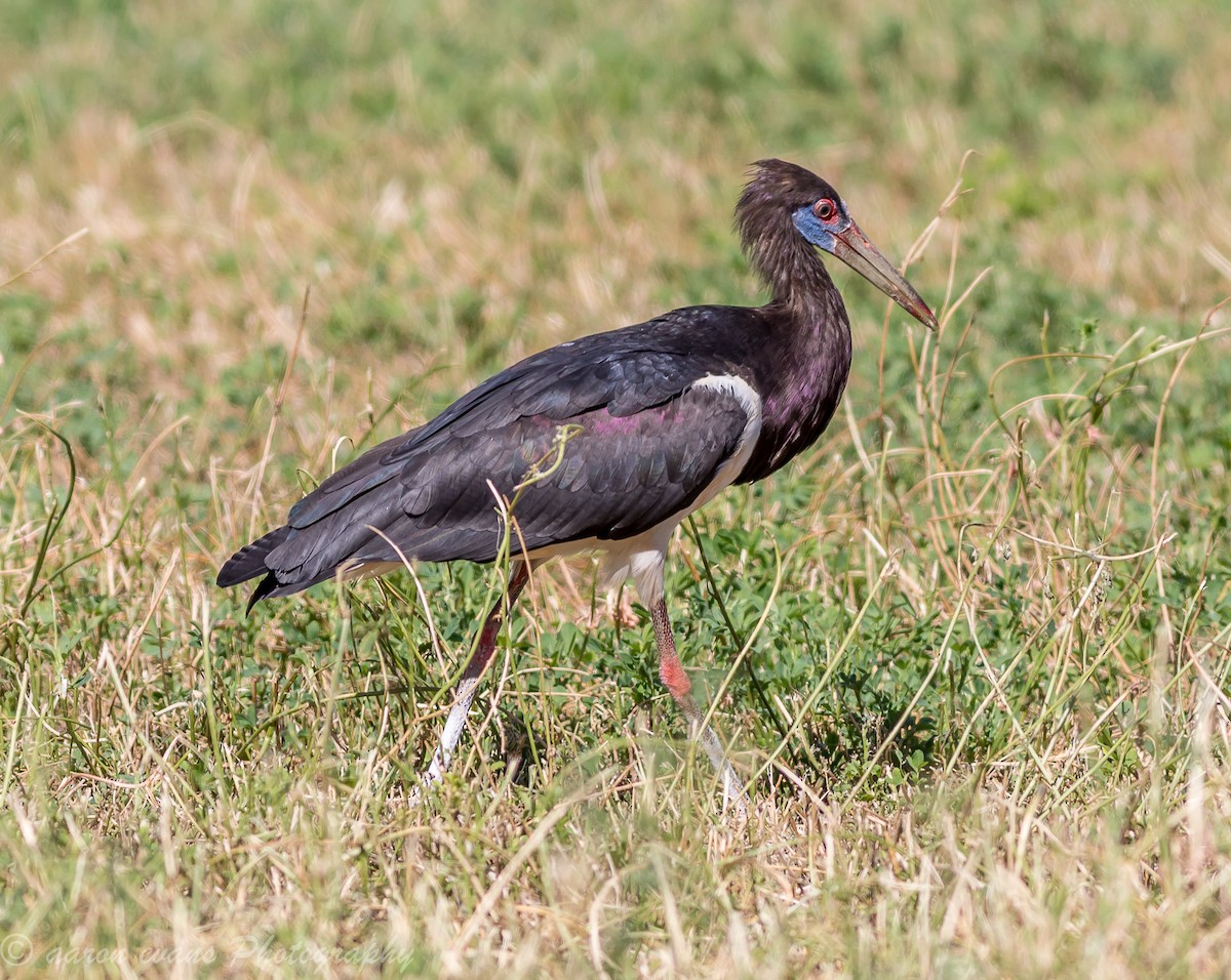 Abdim's Stork - aaron evans