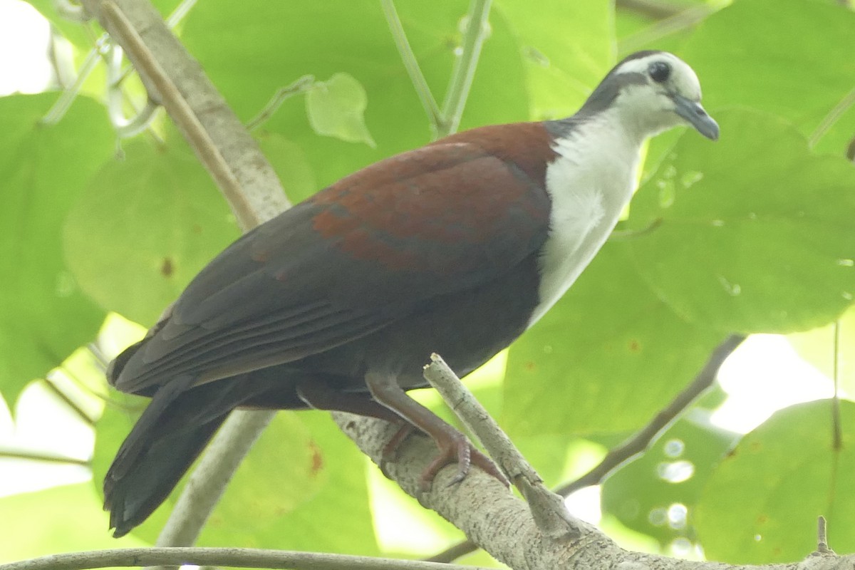 Caroline Islands Ground Dove - Peter Kaestner