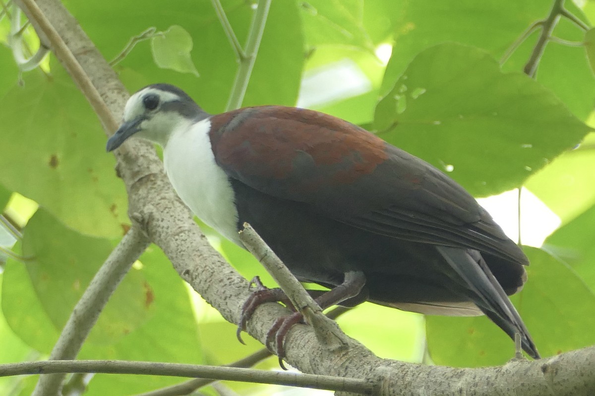 Caroline Islands Ground Dove - Peter Kaestner