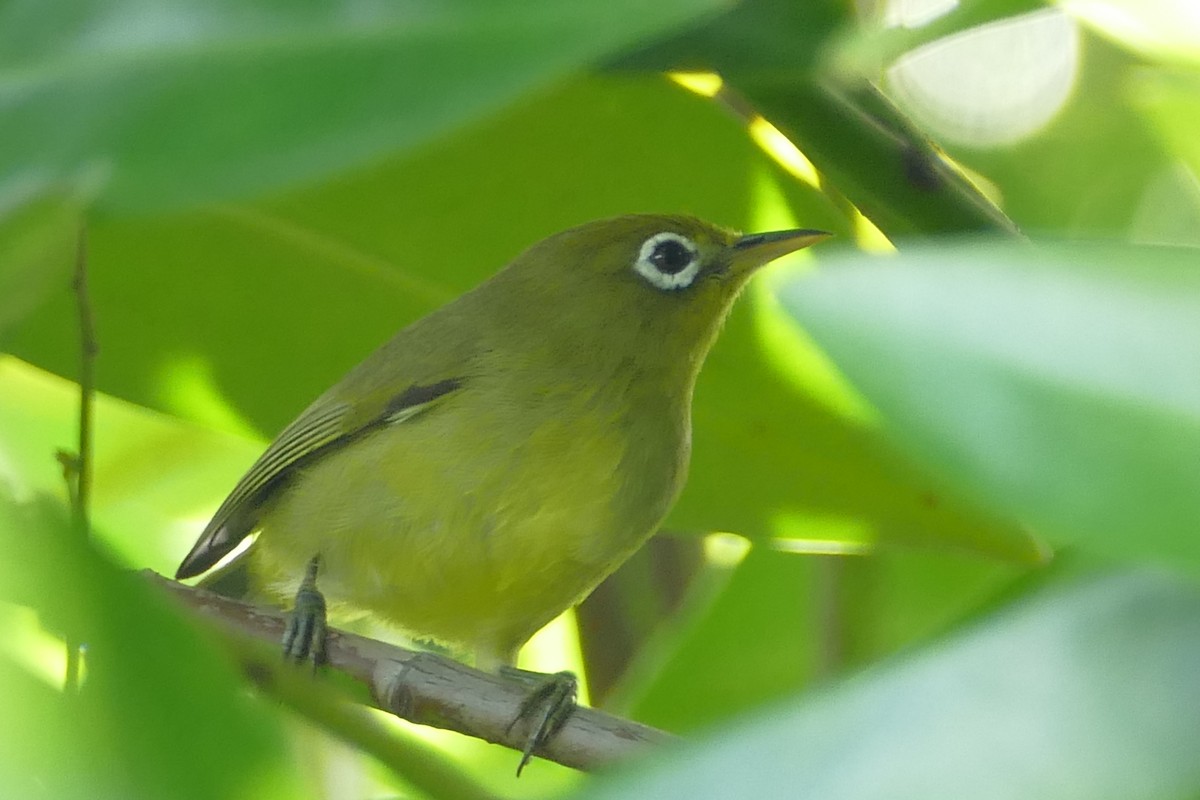 Caroline Islands White-eye - Peter Kaestner