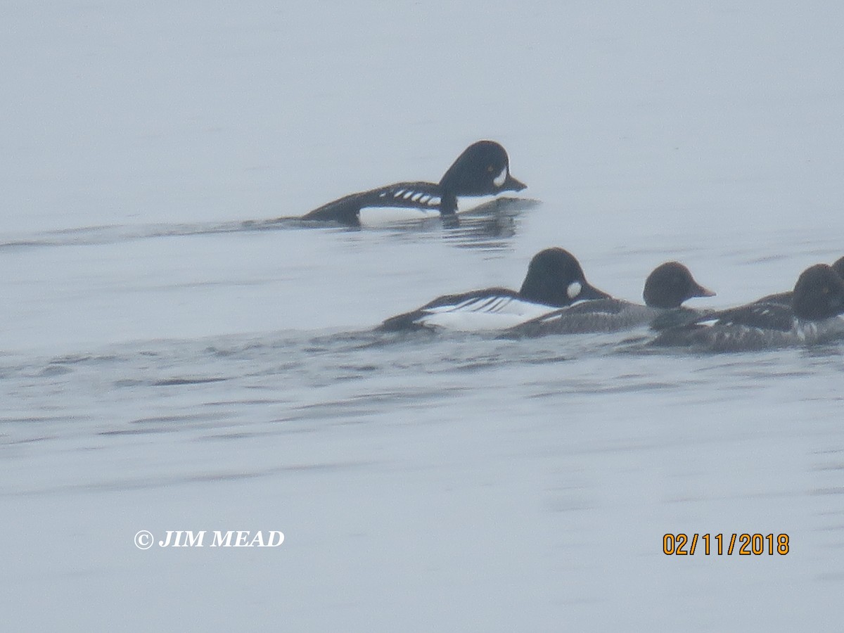 Barrow's Goldeneye - ML85627341