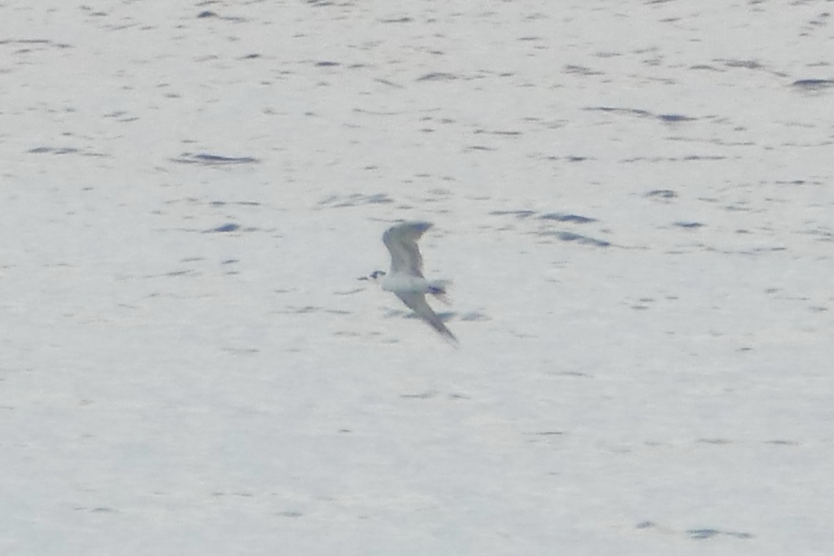 White-winged Tern - ML85627591