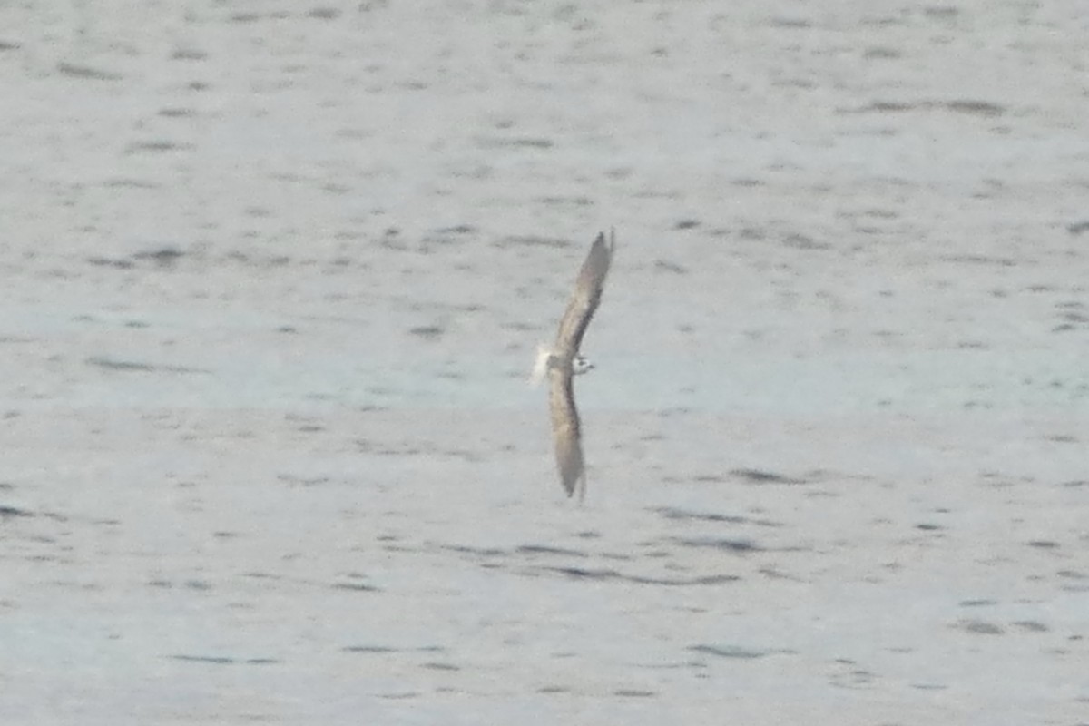 White-winged Tern - ML85627601