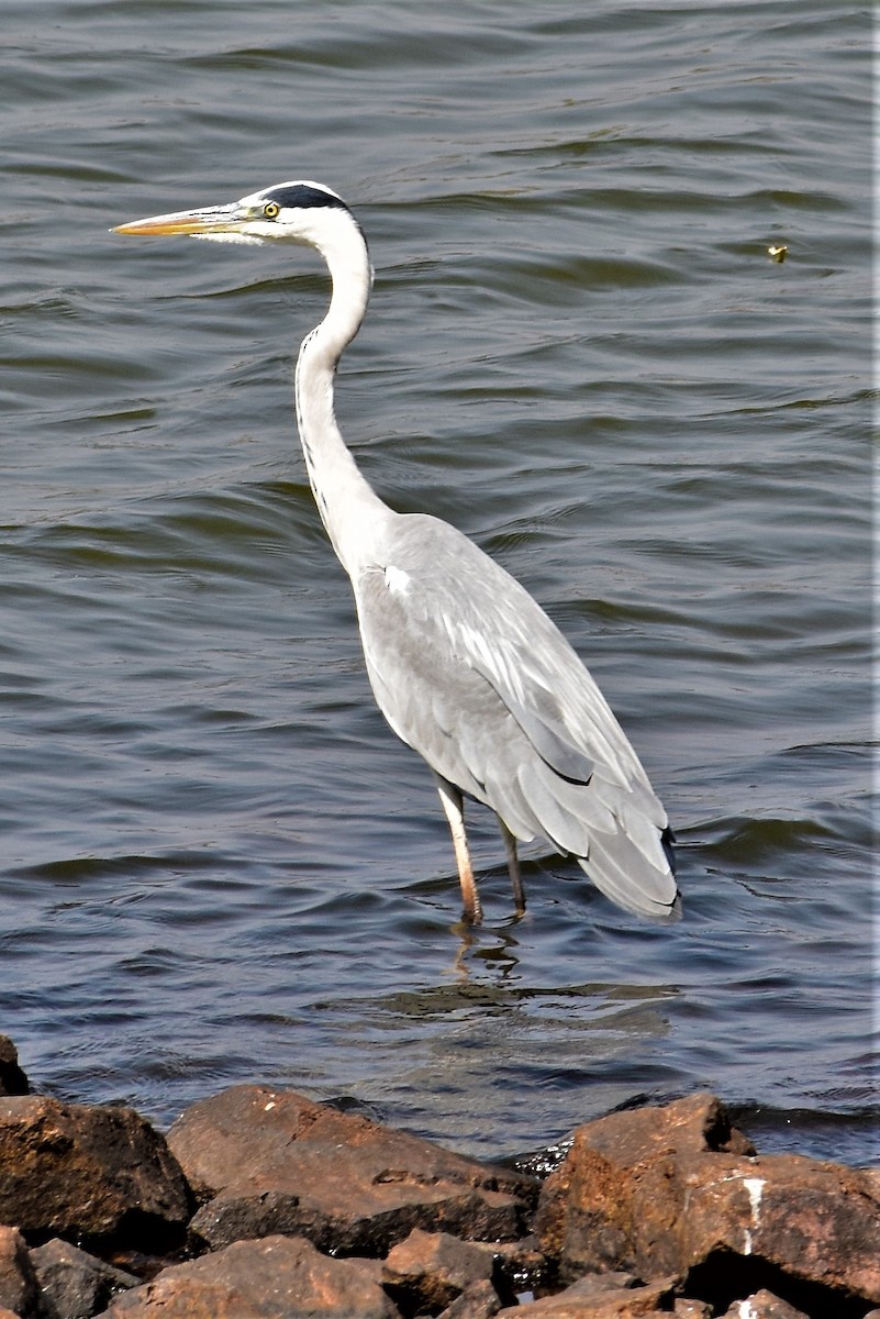 Gray Heron - ML85627691