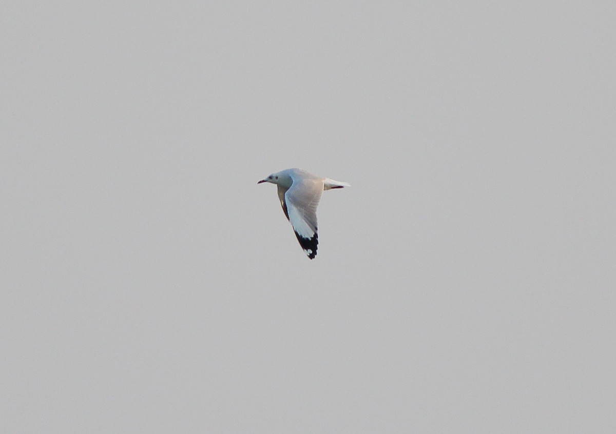 Brown-headed Gull - Neoh Hor Kee