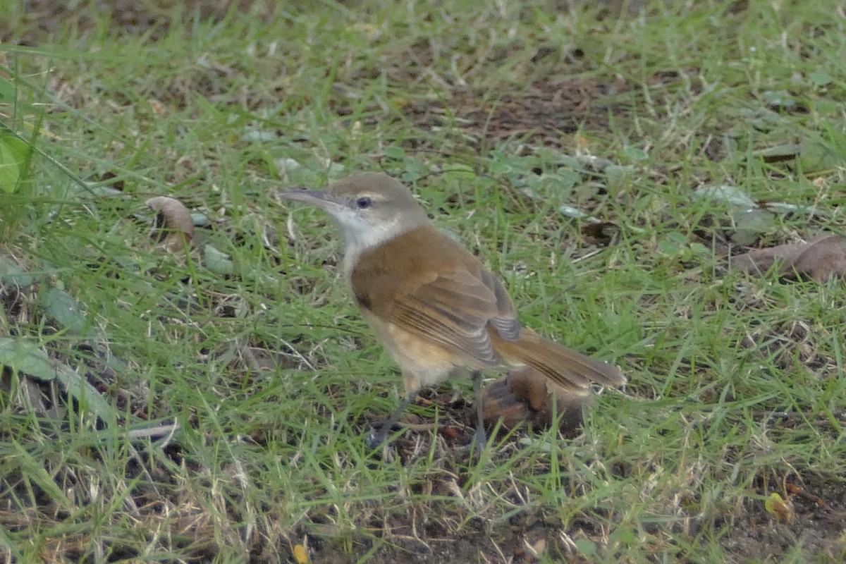 Caroline Reed Warbler - ML85628091