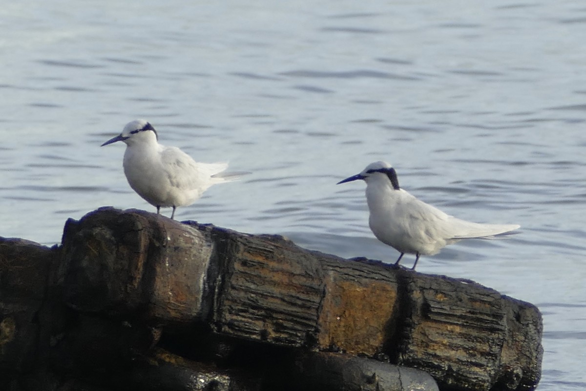 Black-naped Tern - ML85628101